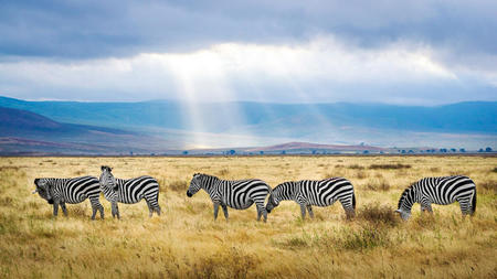Safari Essentials: What You Need to Know Before Embarking on Your African Wildlife Expedition