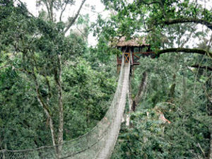 Amazon Treehouse